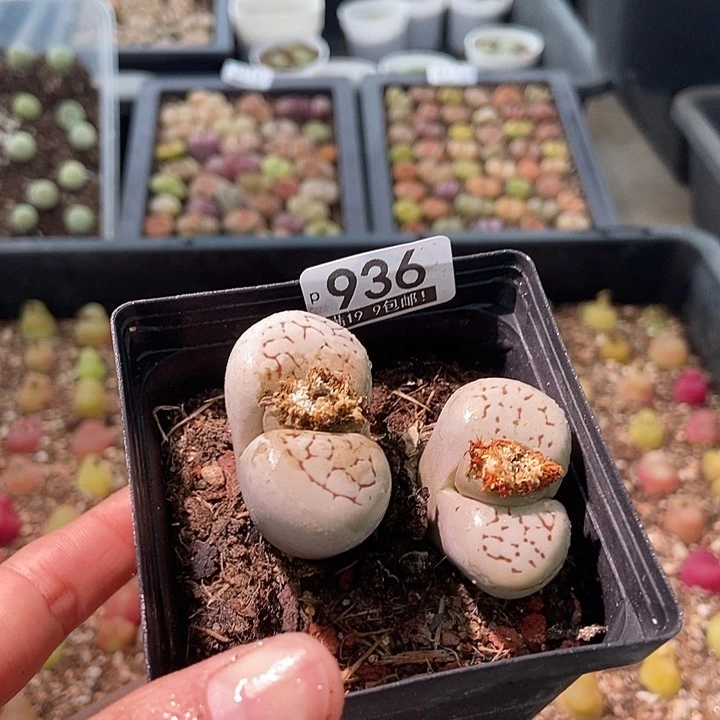 冗****2大舅生石花肉锥936