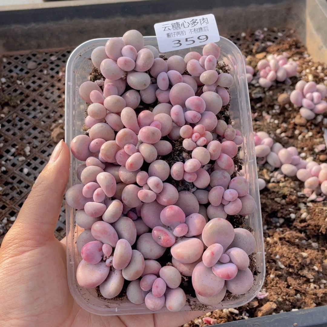 云糖心多肉植物359