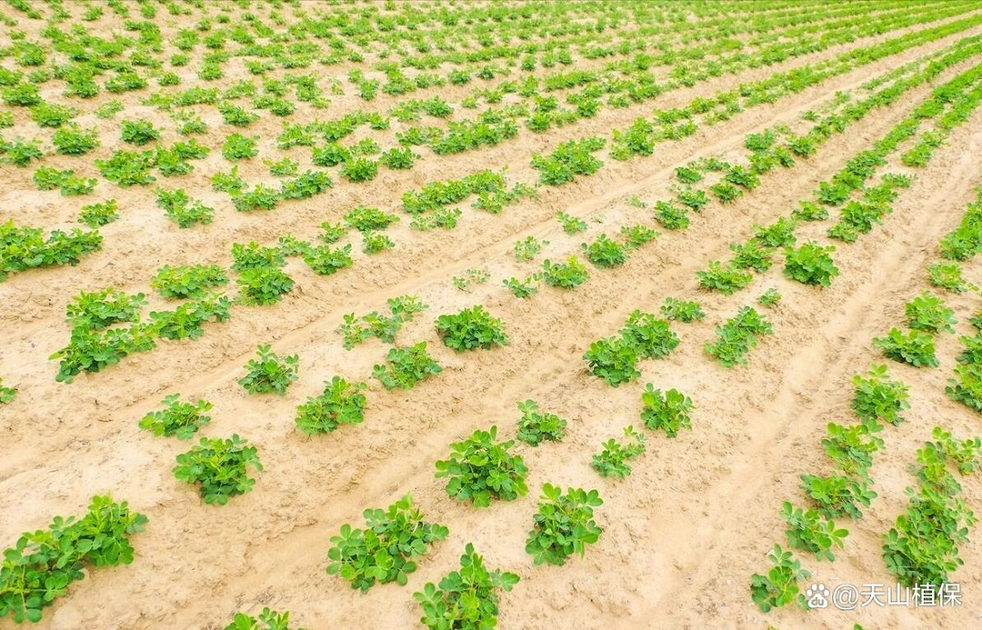 花生田苗后草叶面肥