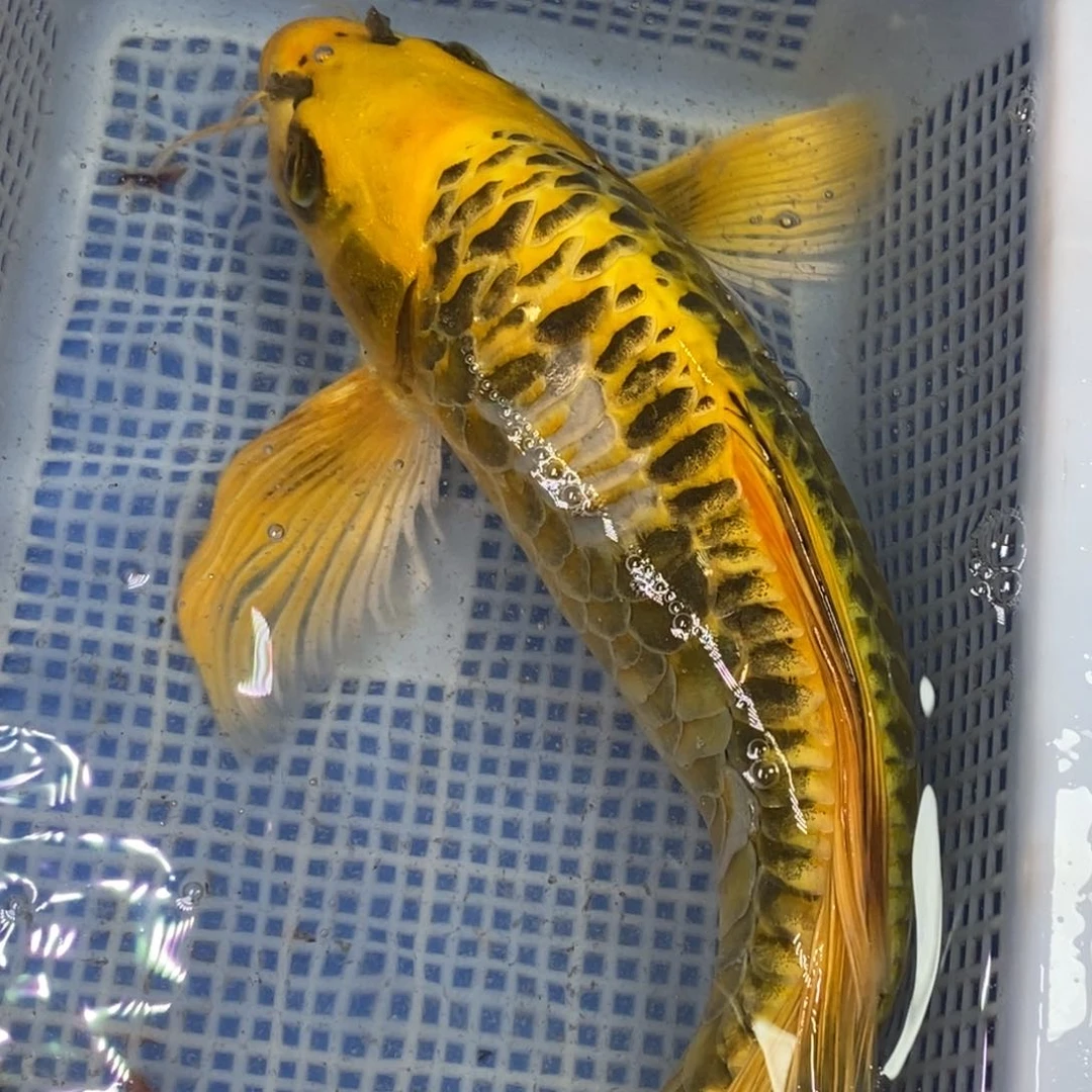 锦鲤冷水锦鲤包邮转