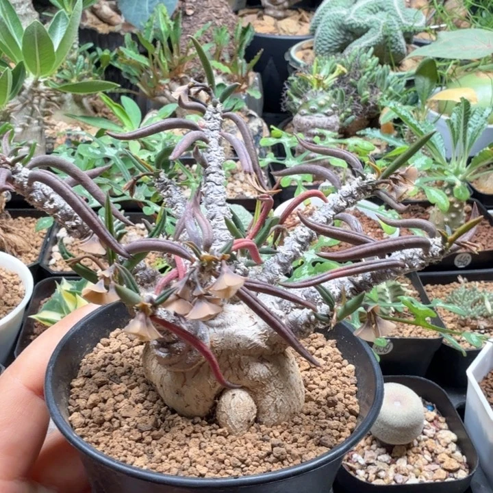 筒叶麒麟 415 仙人球