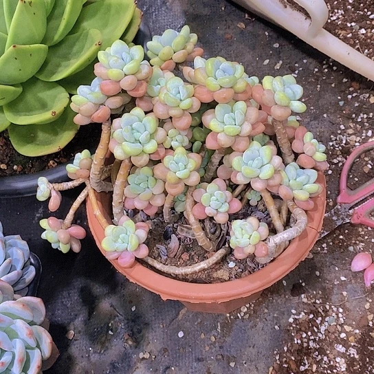 公***走洛神多肉植物群