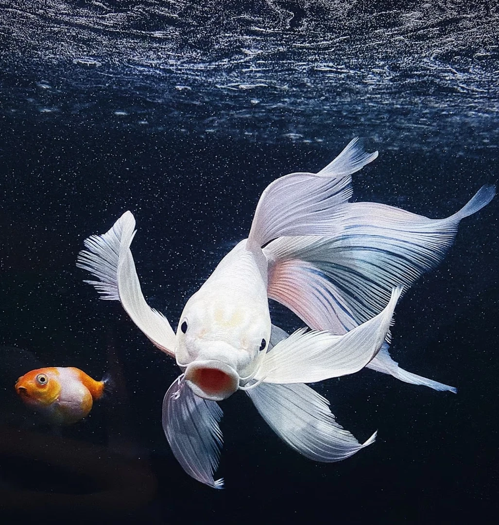 20-25尺寸纯种普身白蝴蝶锦鲤观赏鱼大鳍大尾广温混养群养渔场直