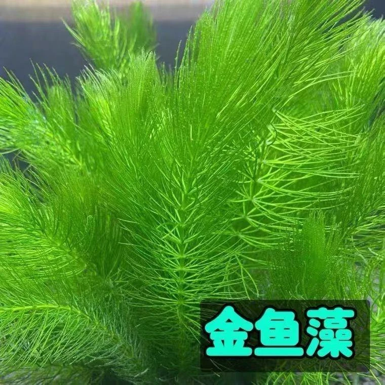 金鱼藻金鱼草水草组合绿菊水培增氧净化水质鱼缸造景懒人绿植