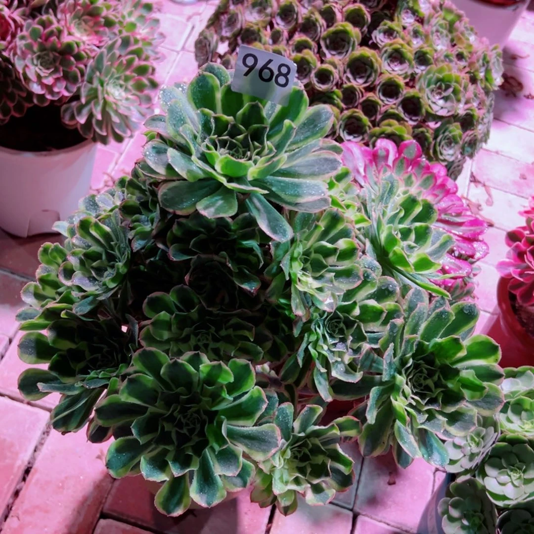 968白兰地法师多肉植物