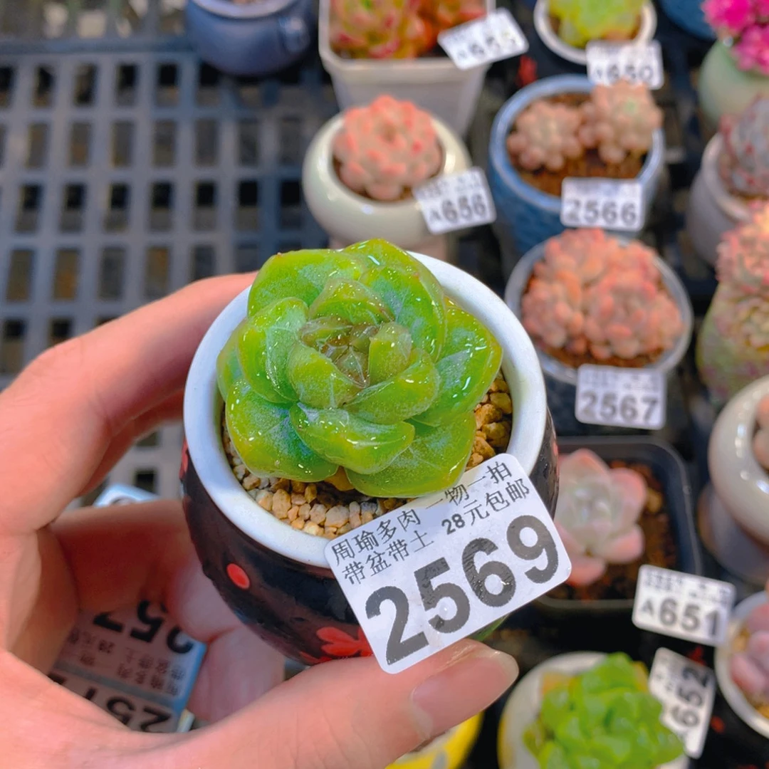 5厘米盆精控多肉2569