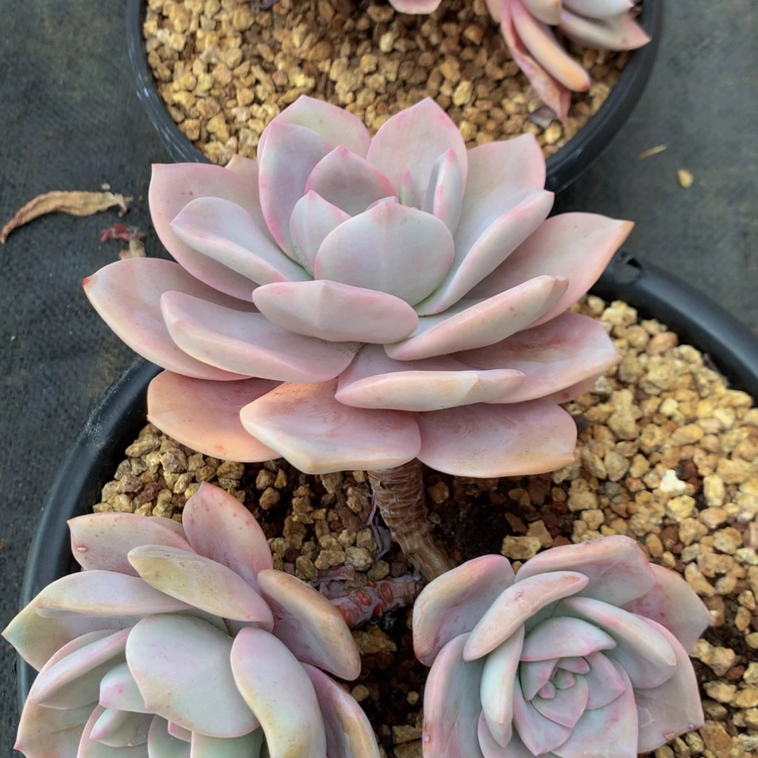 喵*二红茶2颗111111111