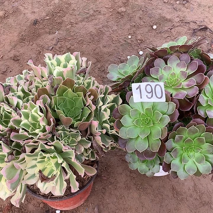 无花朵190白凤➕荷兰玫瑰多肉植物
