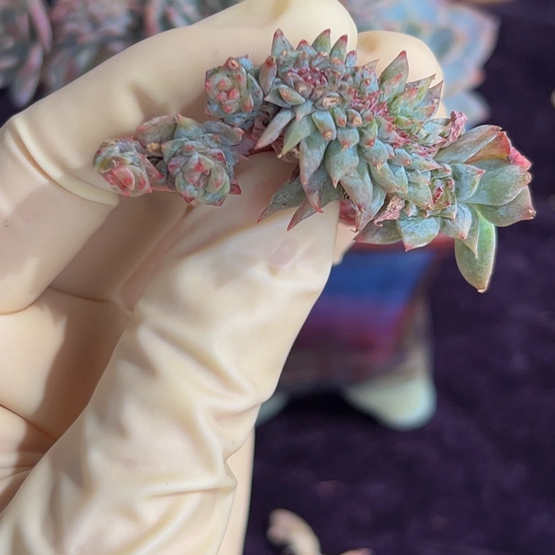 水蜜桃 新年快乐 新年快乐