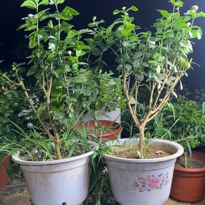 艺***人全部花苞圆叶虎头茉莉花三颗