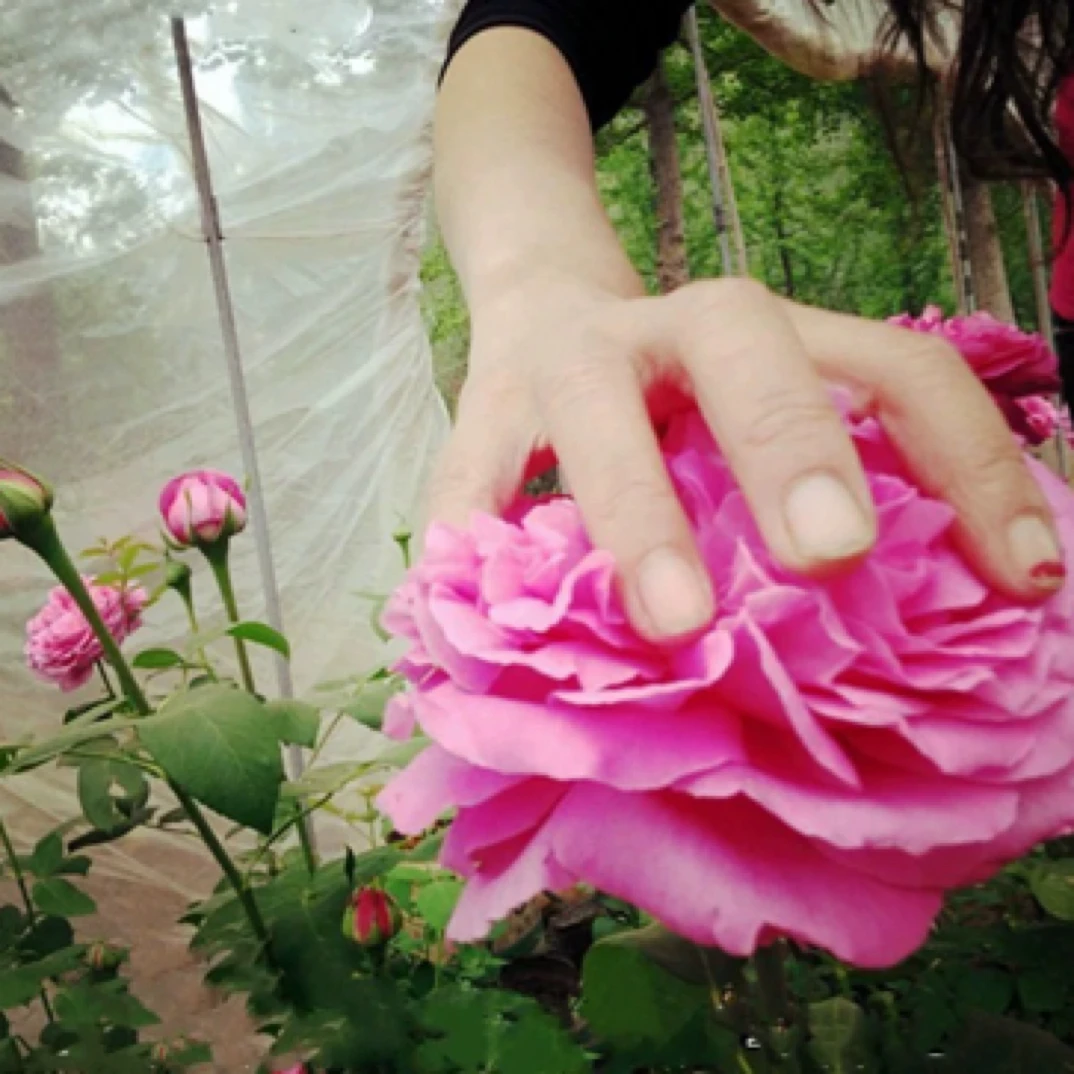 玫瑰月季中苗果汁阳台盆栽带花苞室内外四季观花植物大花月季蔷薇