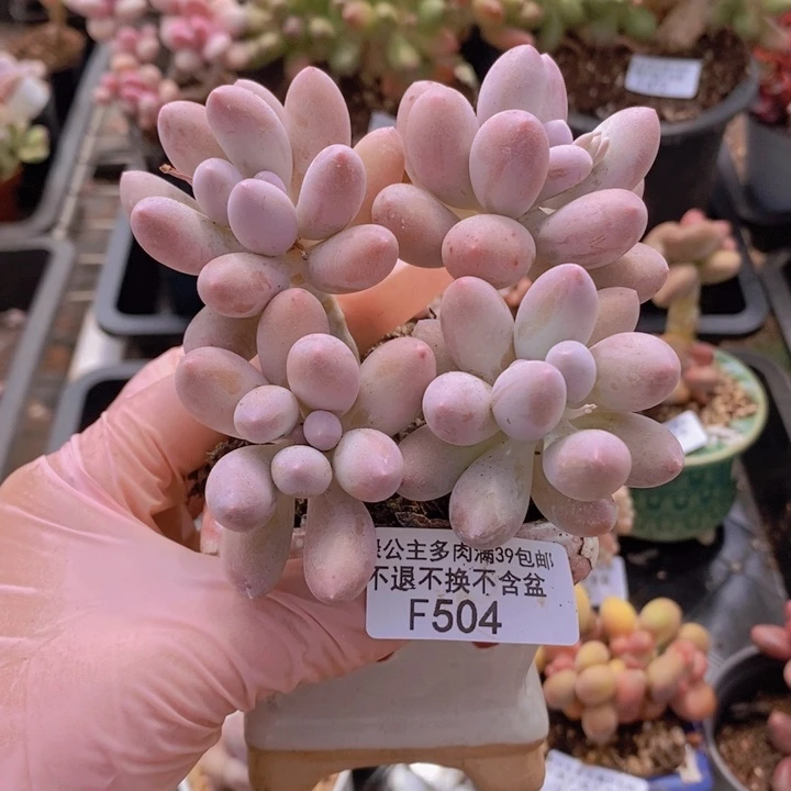 汤圆9cm504多肉植物