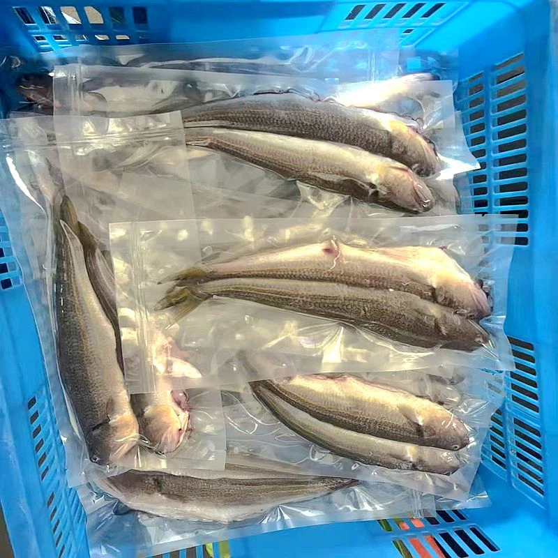 广东惠来直供海捕新鲜那哥鱼鲜甜美味5斤帮处理一包8两