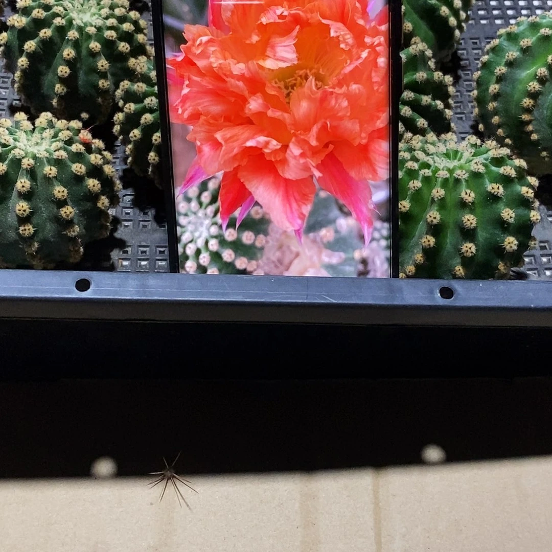 丽 江南13/侧芽歪20包邮/5公分