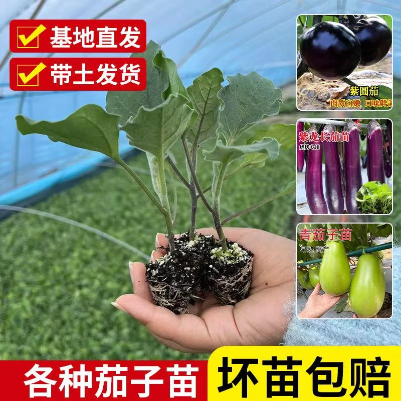 高产茄子苗带土家庭盆栽黑茄子紫茄子杭茄黑圆茄青茄菜园阳台种植