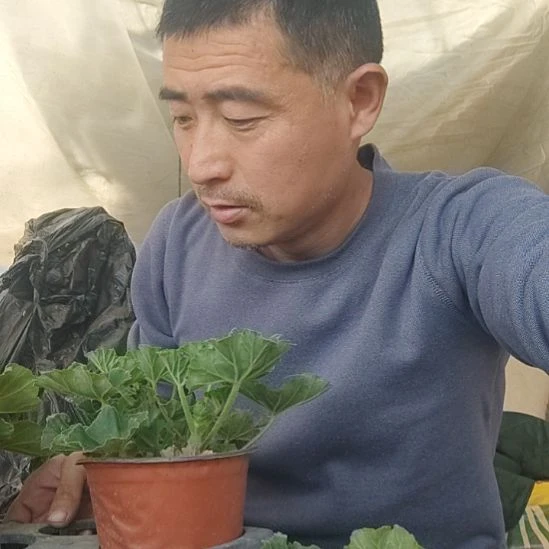 无花朵云裳，王子，益达。大山宫