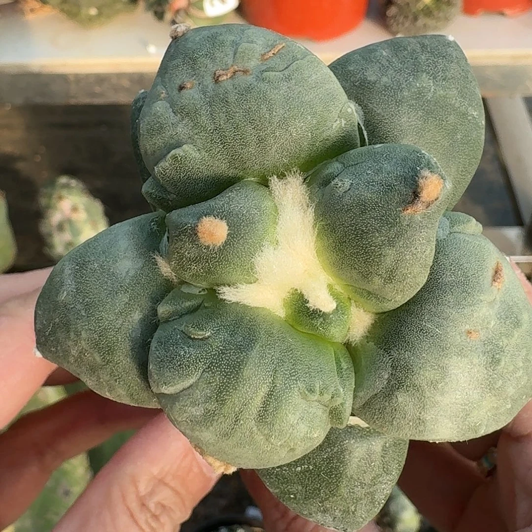 大量花朵（建议范围：8朵-15朵 或40%以上）日系达摩284