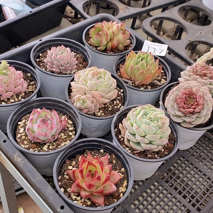 117多肉植物盆栽花卉