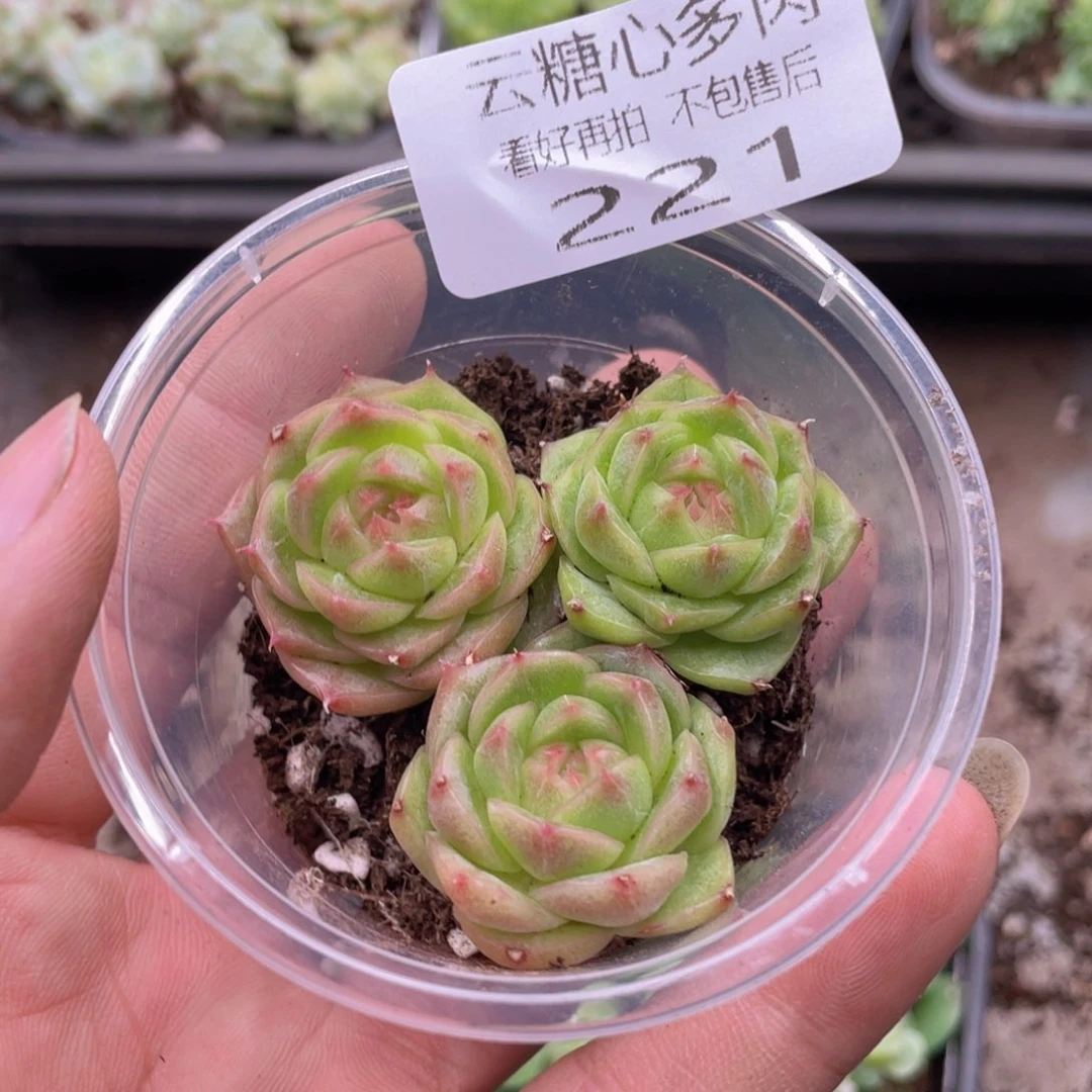 云糖心多肉植物221