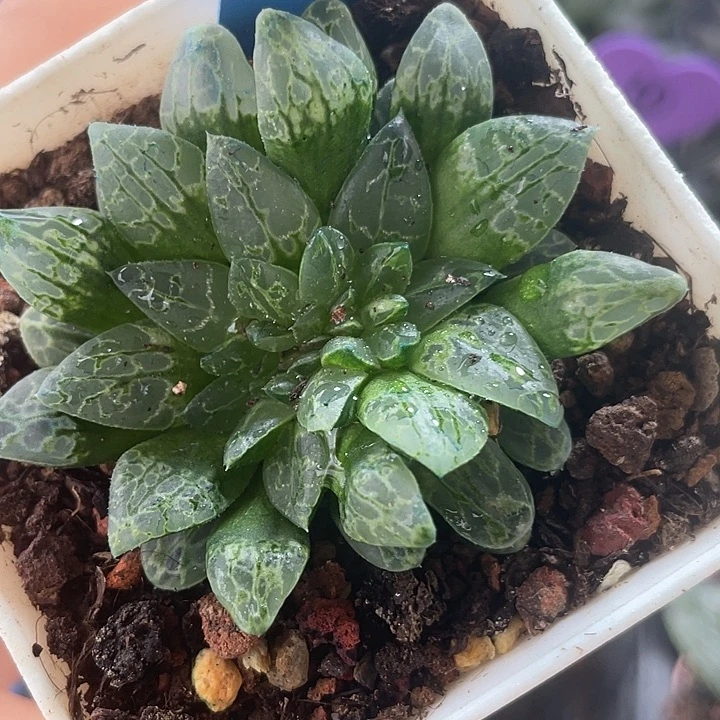 生生不息缀化，一物一拍