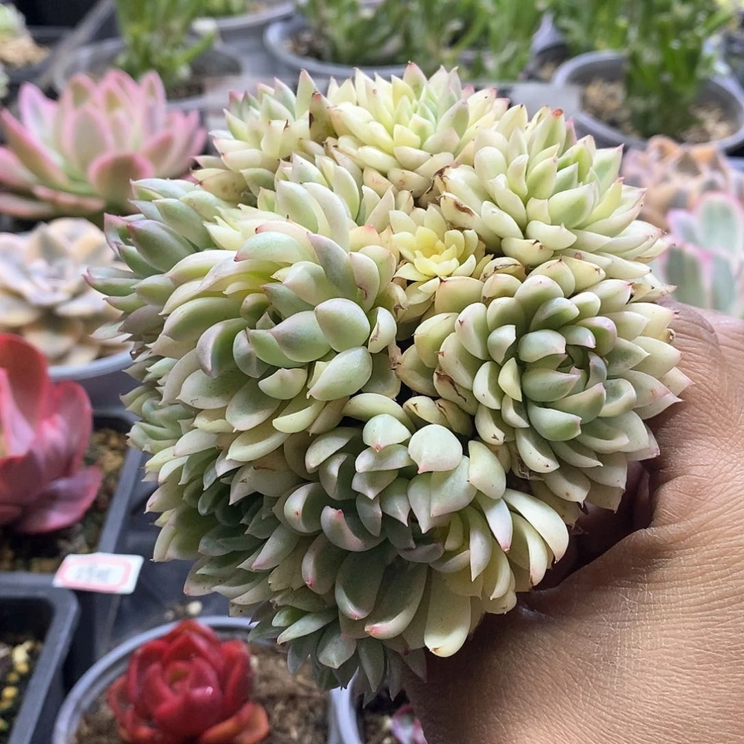 1966女雏锦多肉植物