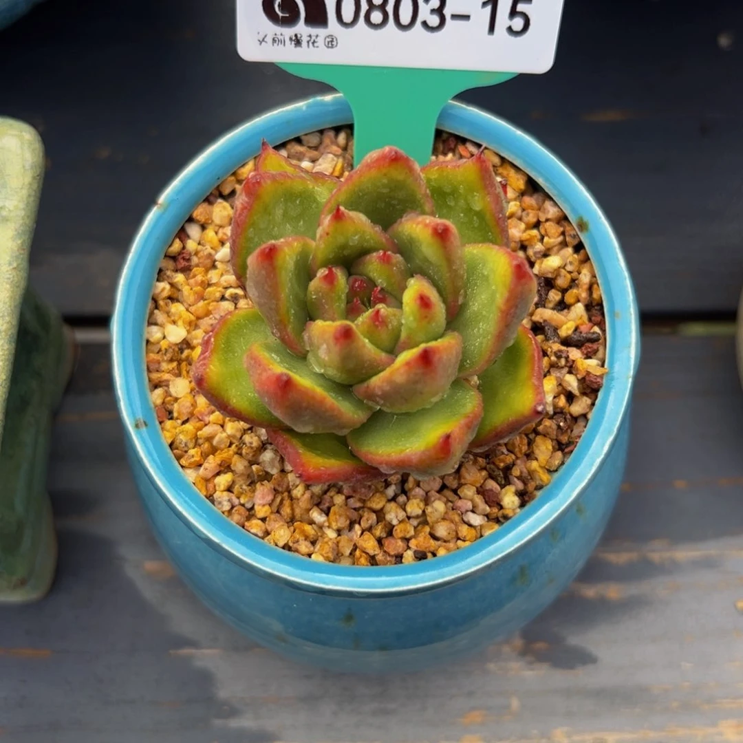 多肉一物一拍0803-15