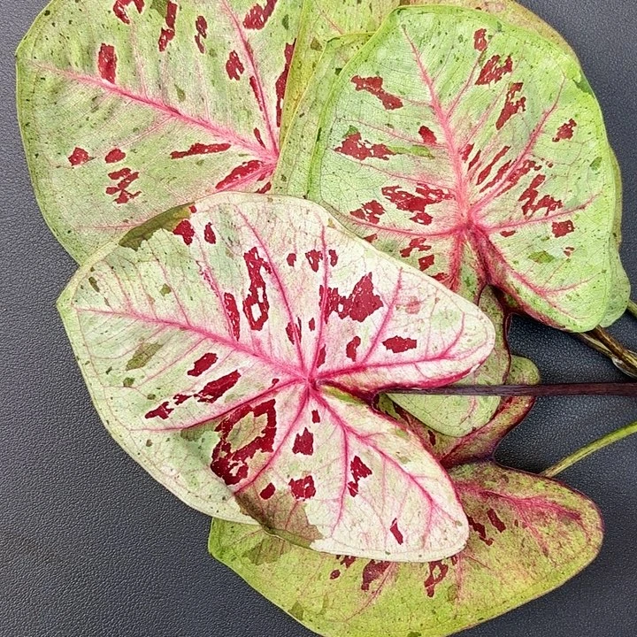 70-1206彩叶芋广东现货