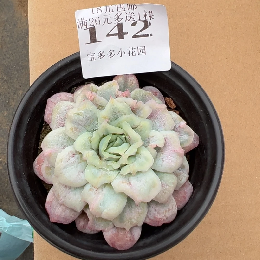 142号泡泡纱群一物一拍