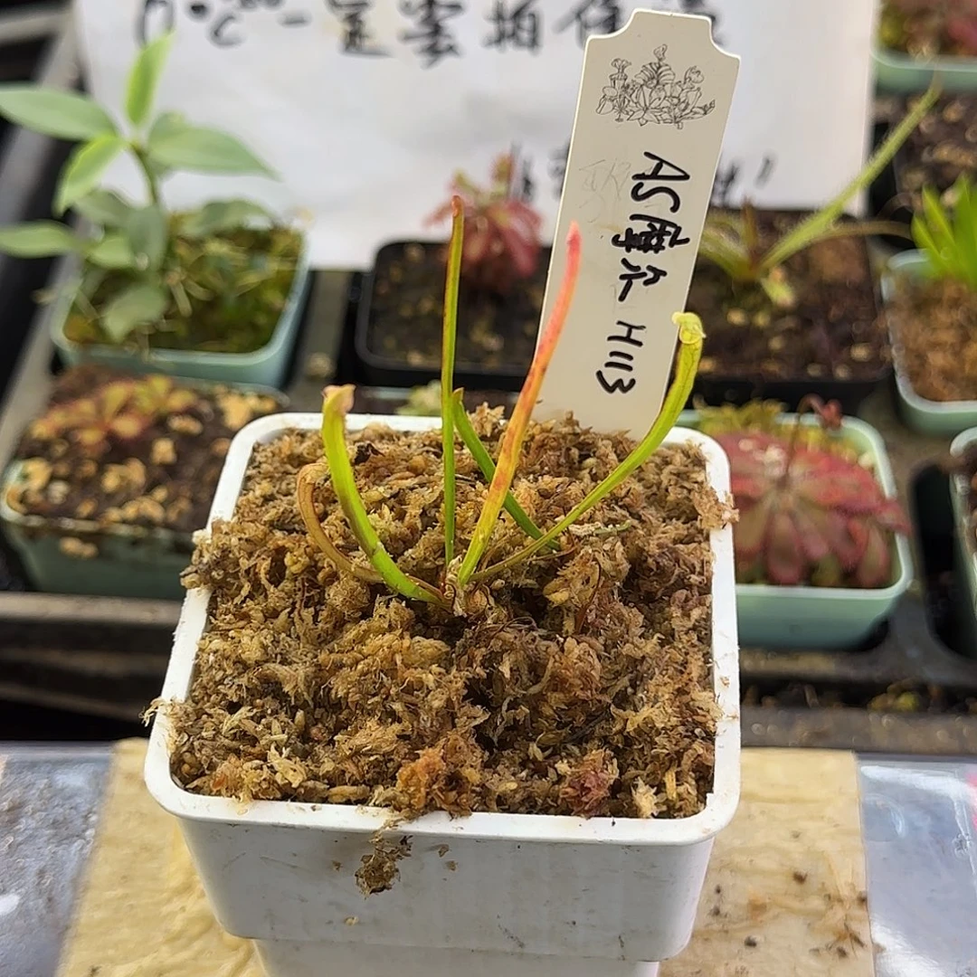 完全开放As摩尔H113瓶子草
