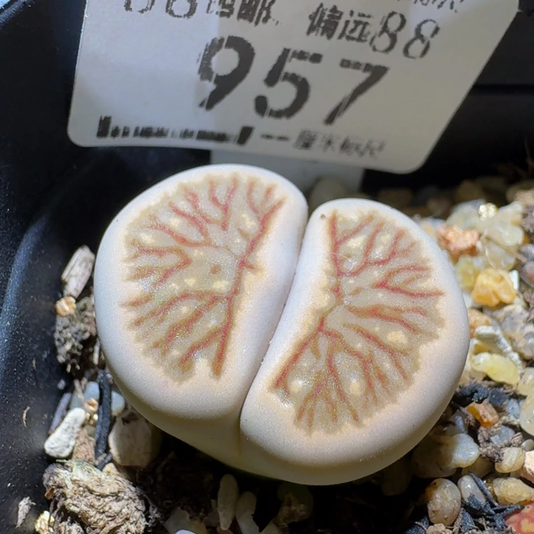 Sssss便宜了好多957白菊