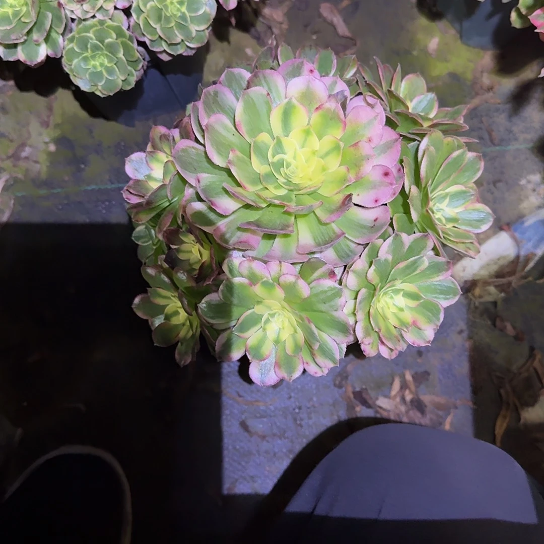 多肉植物海王0583