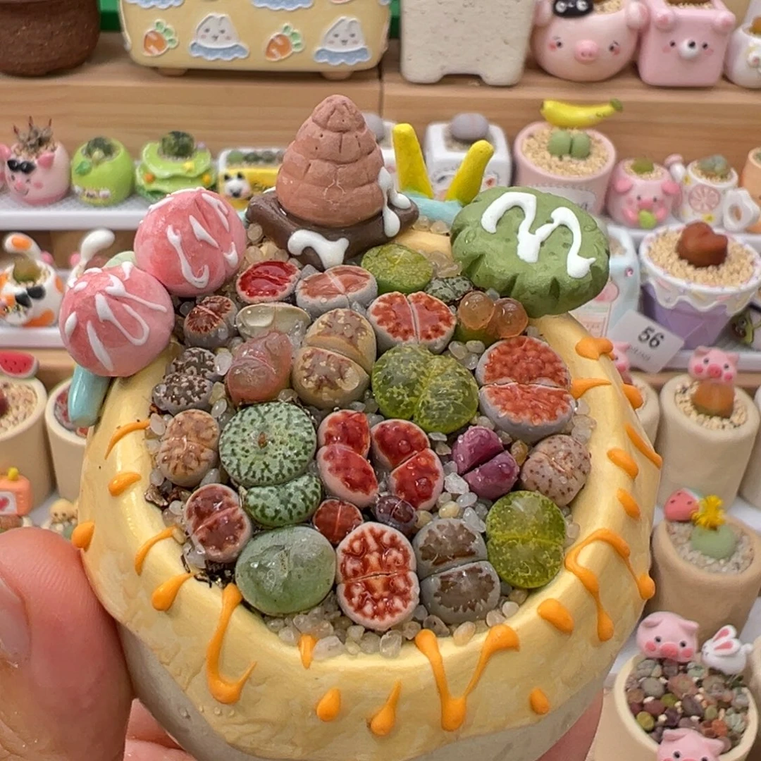 多肉植物78号彩色