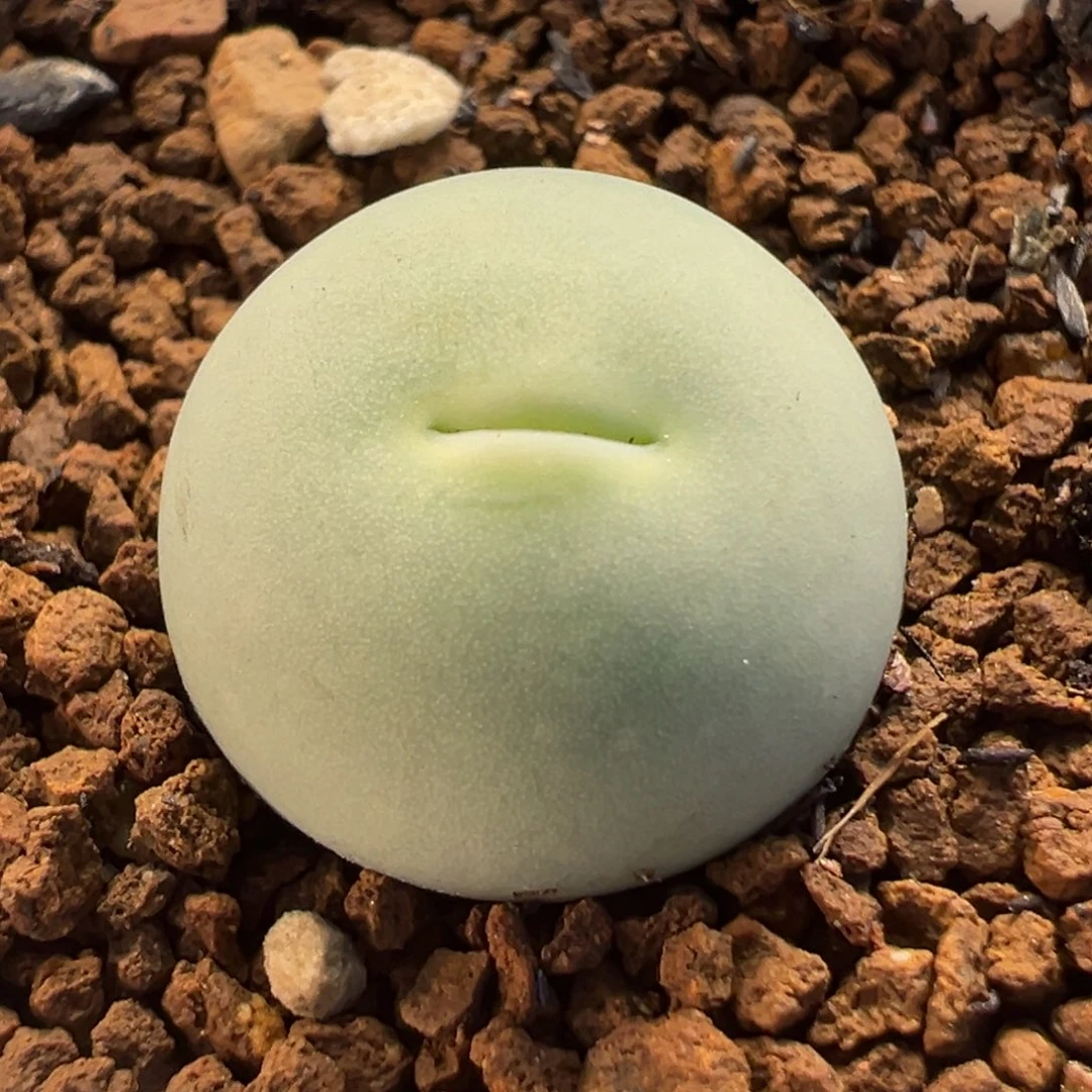 054多肉植物种类多样