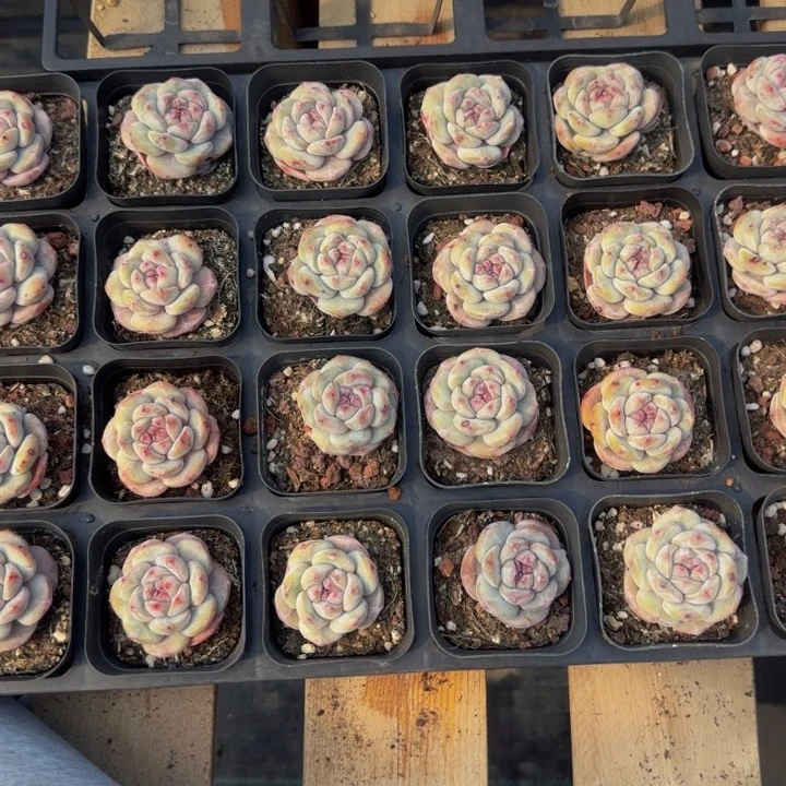 4颗一组圆叶样品星影女神节福利