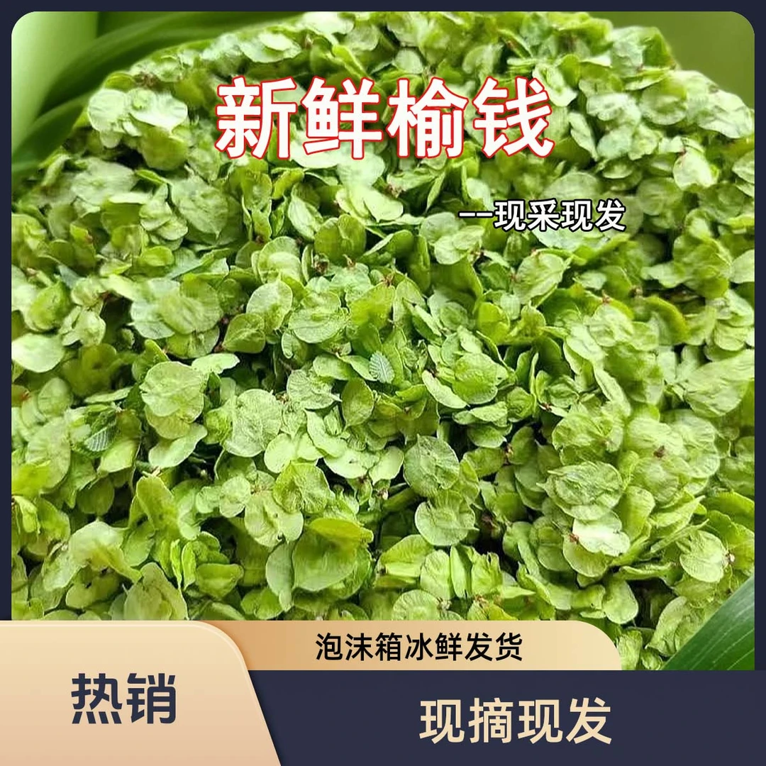 新鲜榆钱榆钱串子农家现摘绿色健康食用野菜现摘现发一整箱包邮