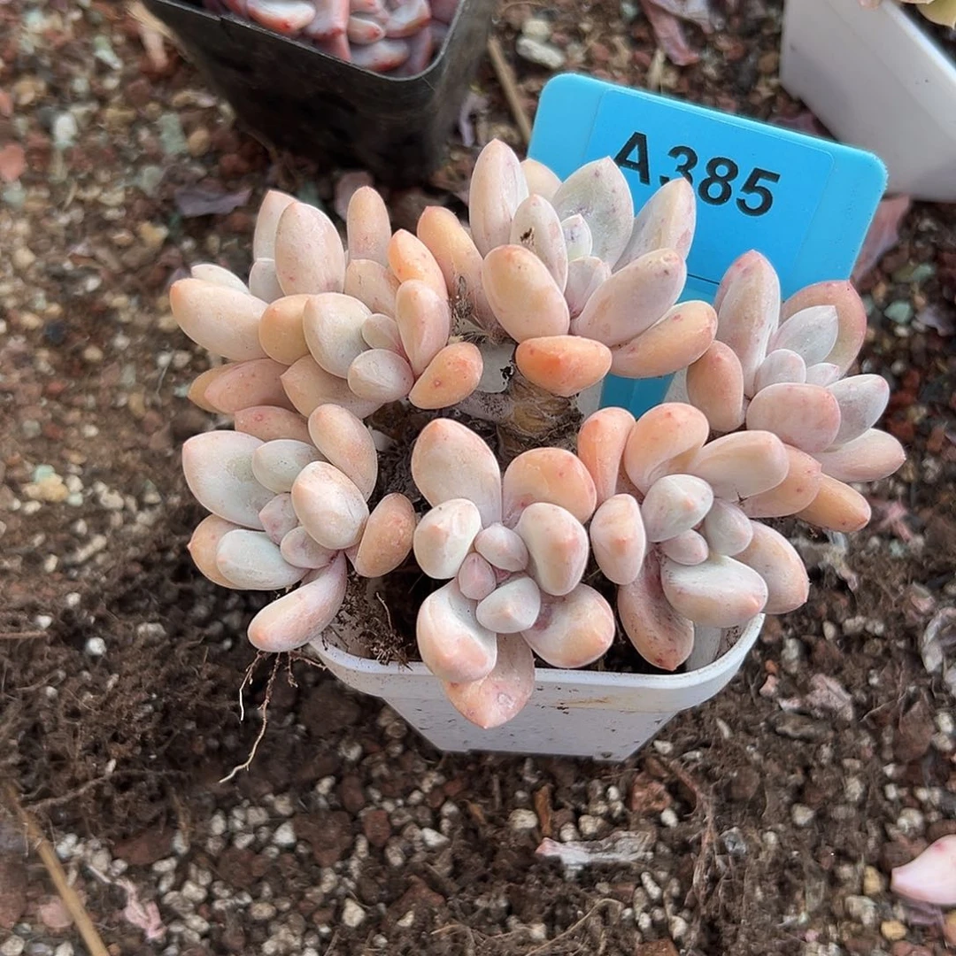 重***喽多肉植物一物一拍