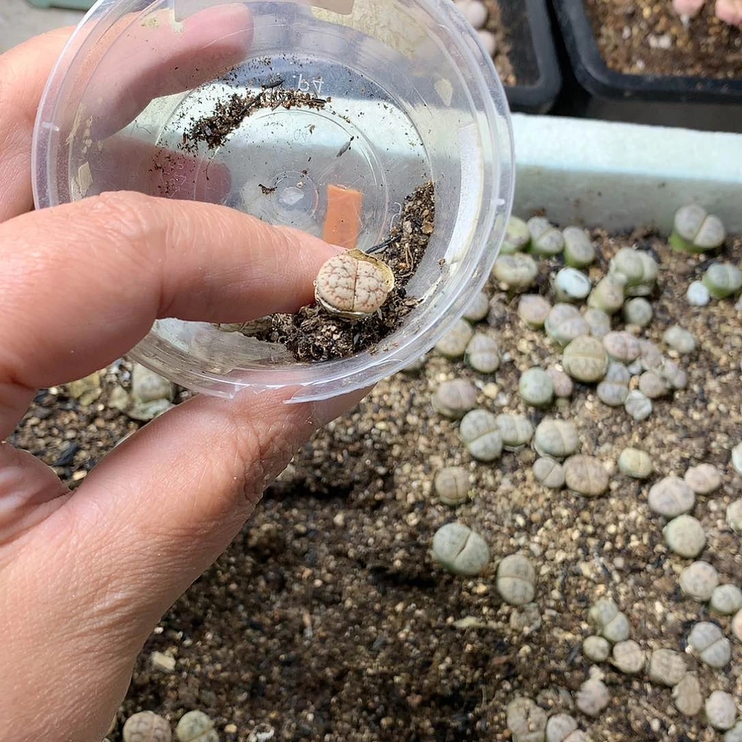 晚***庭G376多肉植物保护