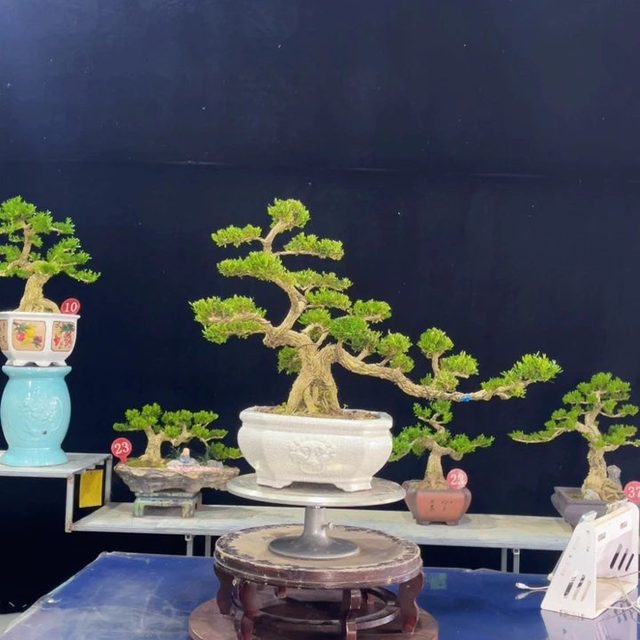 无花朵广东皱皮雀舌黄杨盆景