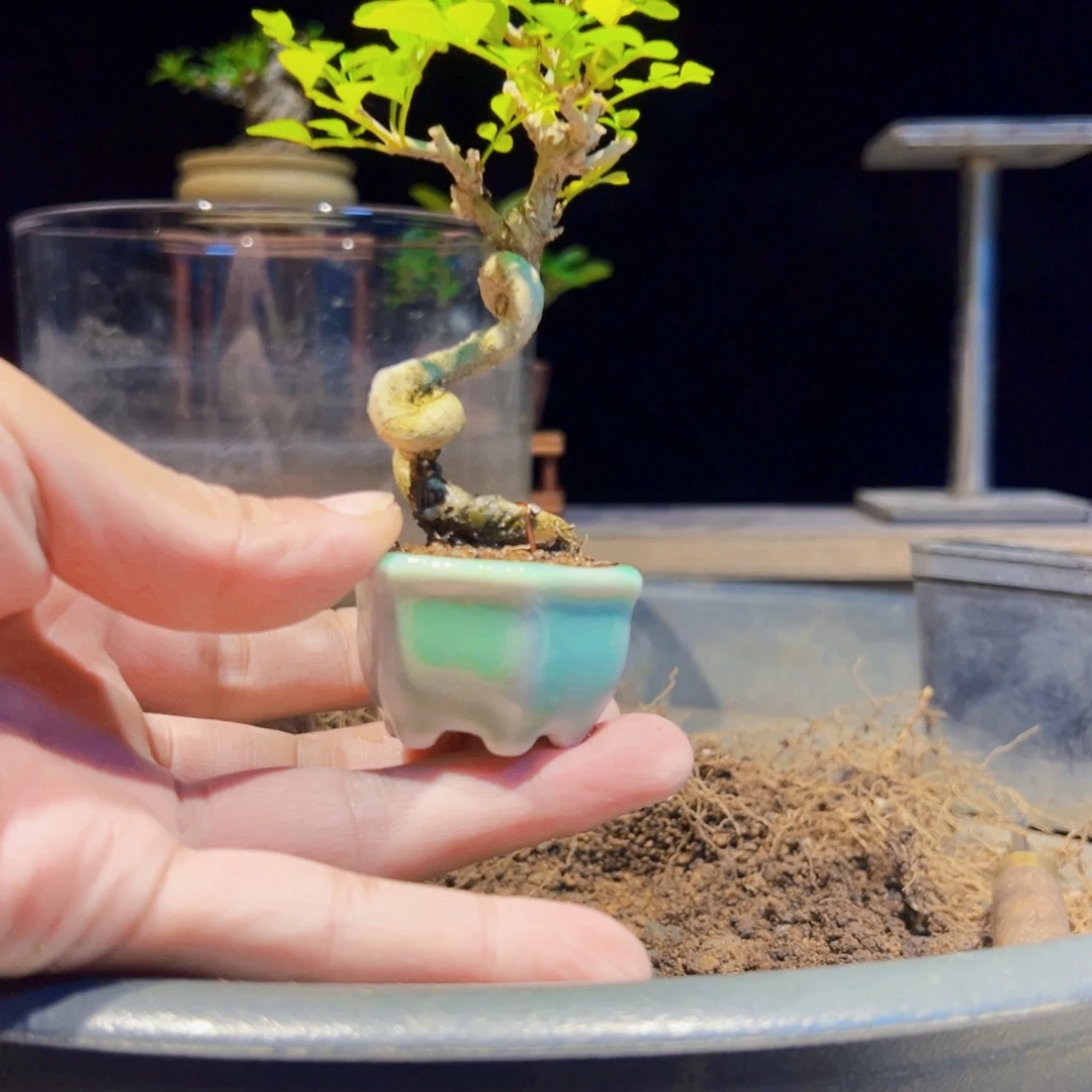 无花朵盆景111111111111