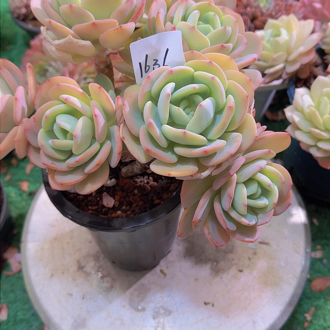 珊*礁1636白月光多肉