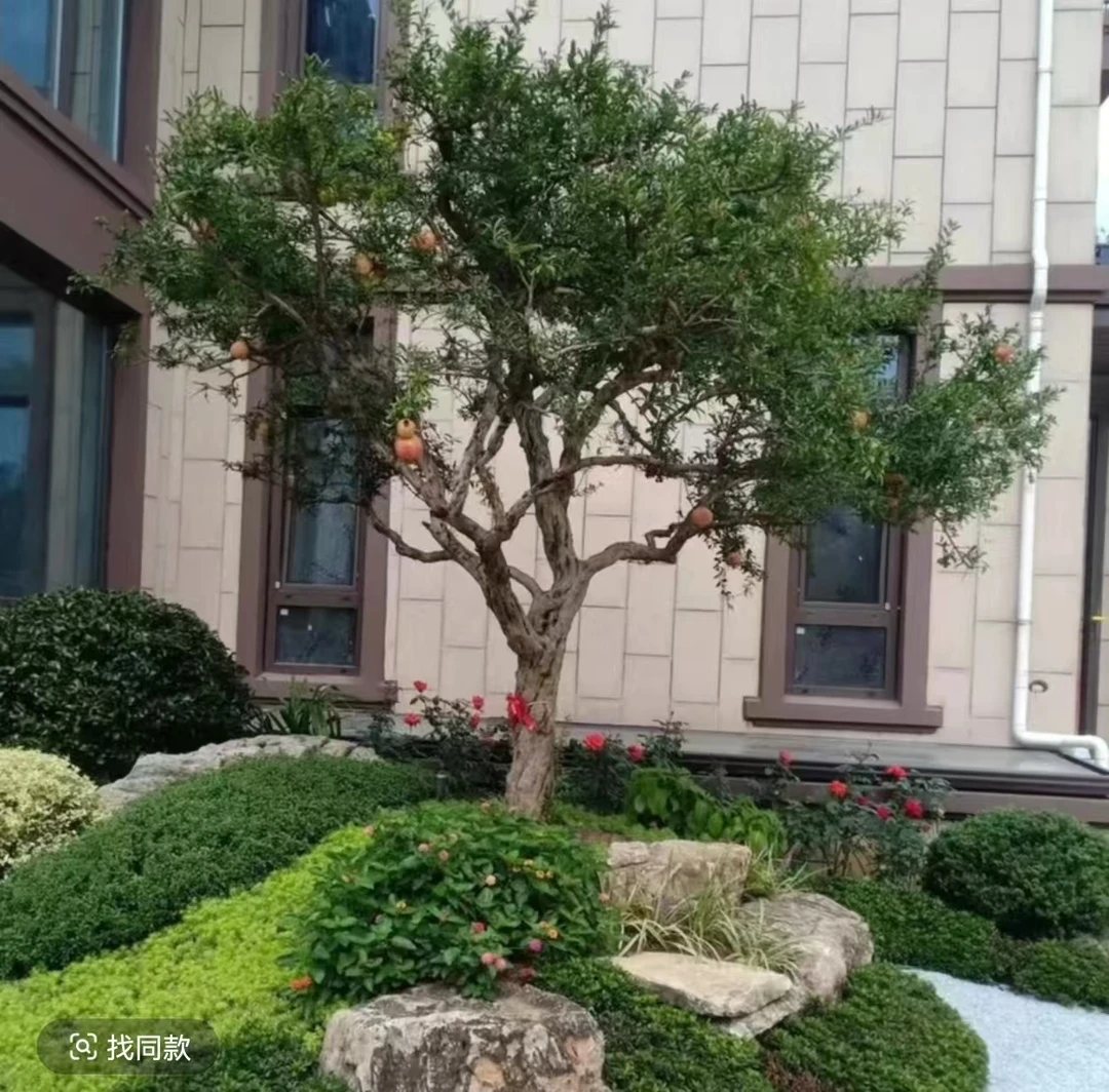 产地直发突尼斯软籽一物一拍盆栽地栽庭院栽石榴树大树苗