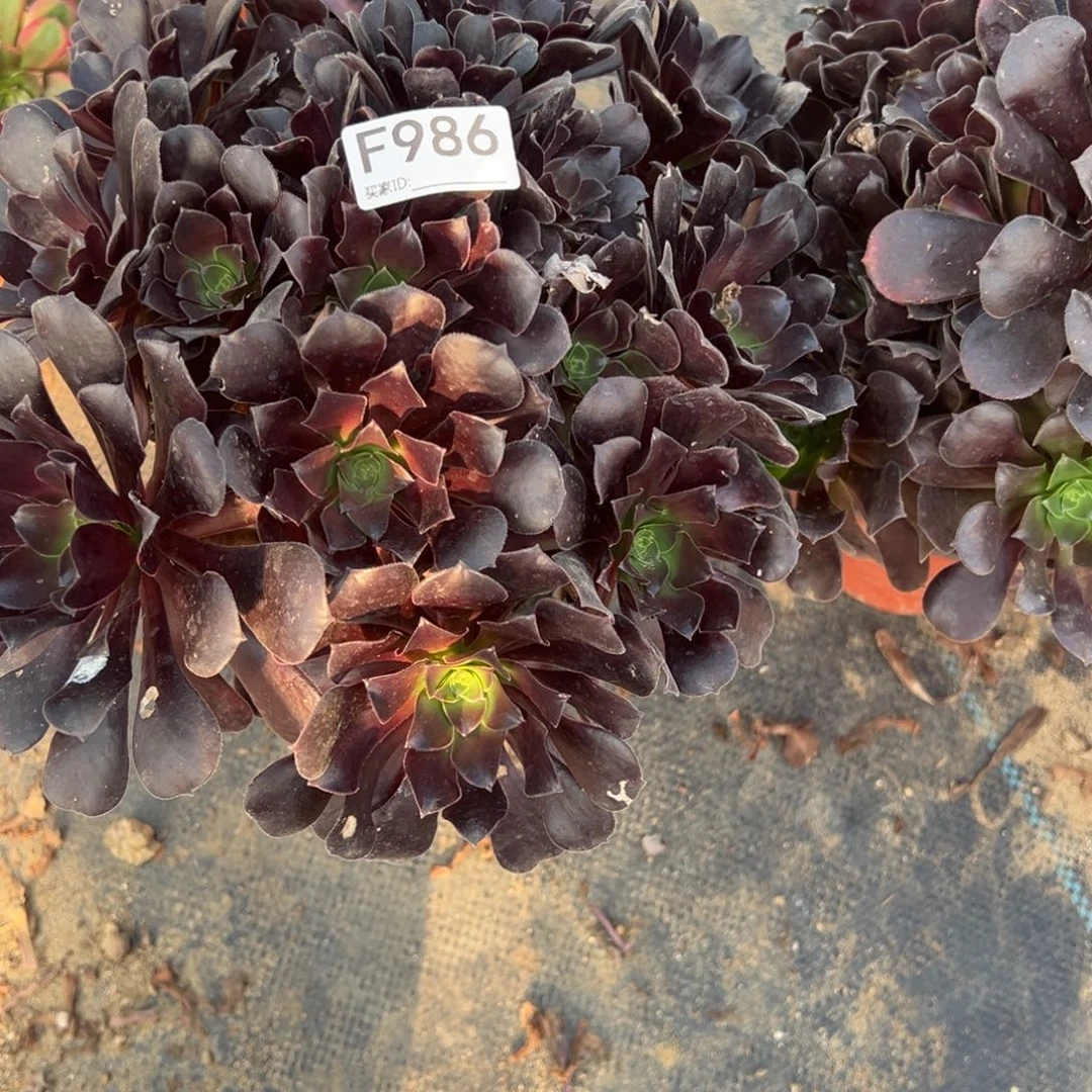 986欧紫多肉植物法师