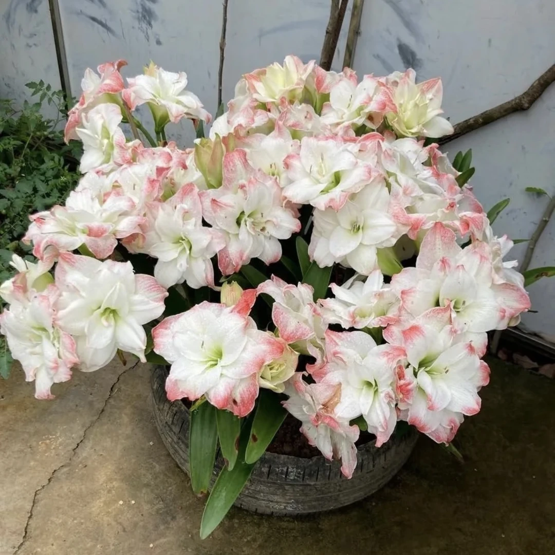 荷兰进口朱顶红【黛丝/艾玛迪斯】种球盆栽地栽新手易养护爆花强