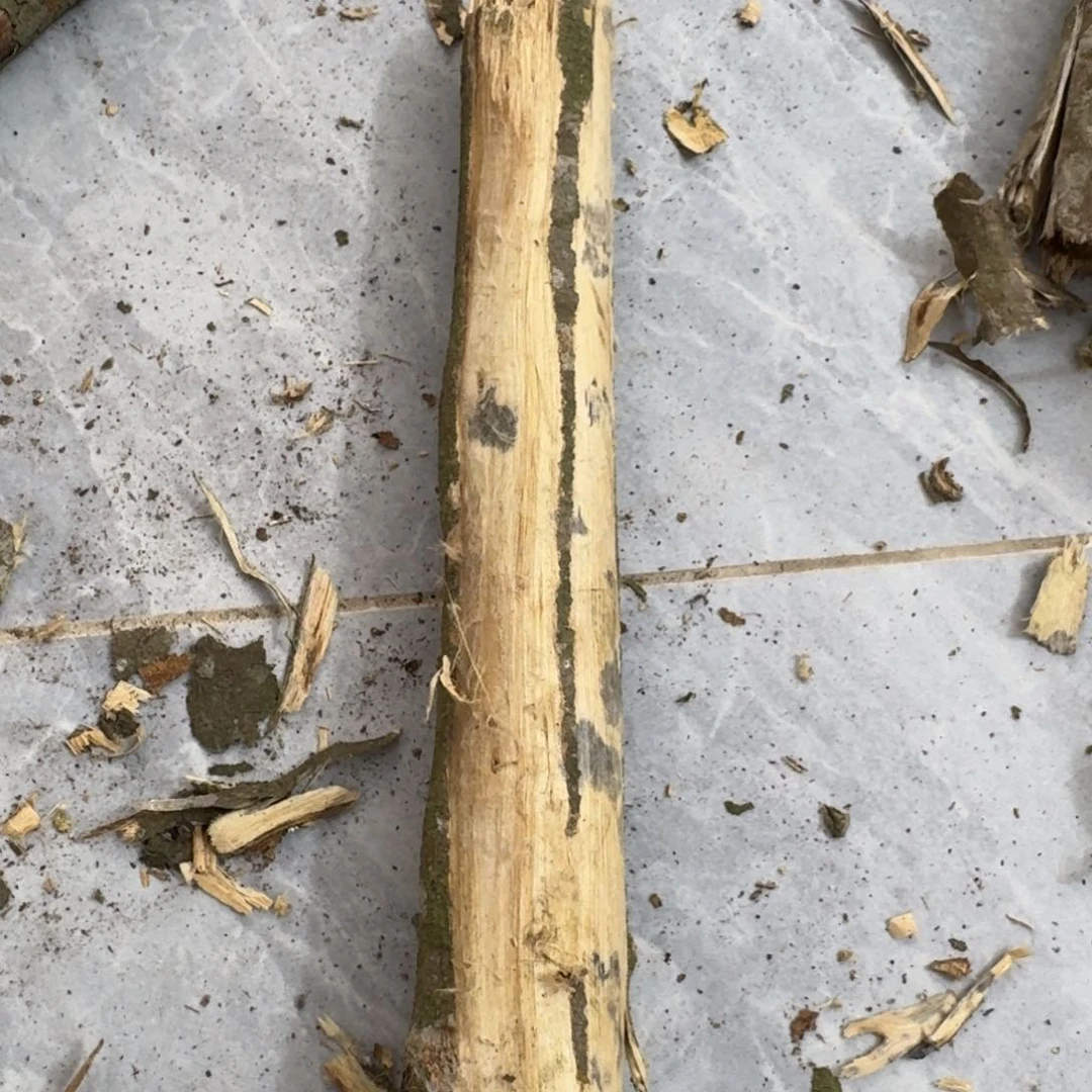 沉香碎屑沉香绿绮楠沉香