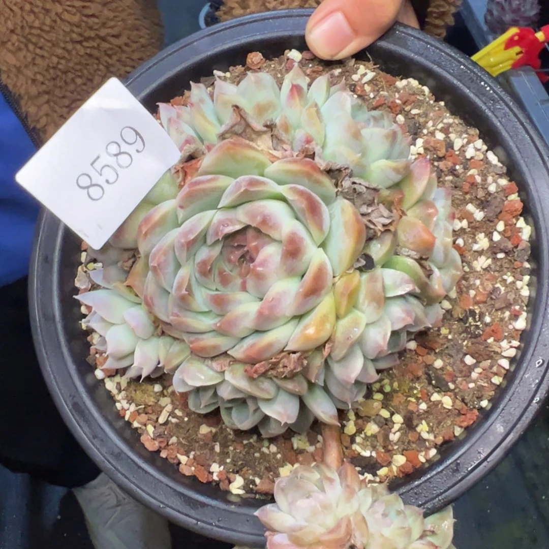 鳄*我8589肉多哦多哦多哟多哦哦