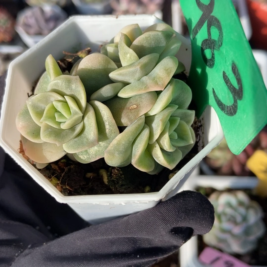 983可爱玫瑰锦多肉植物