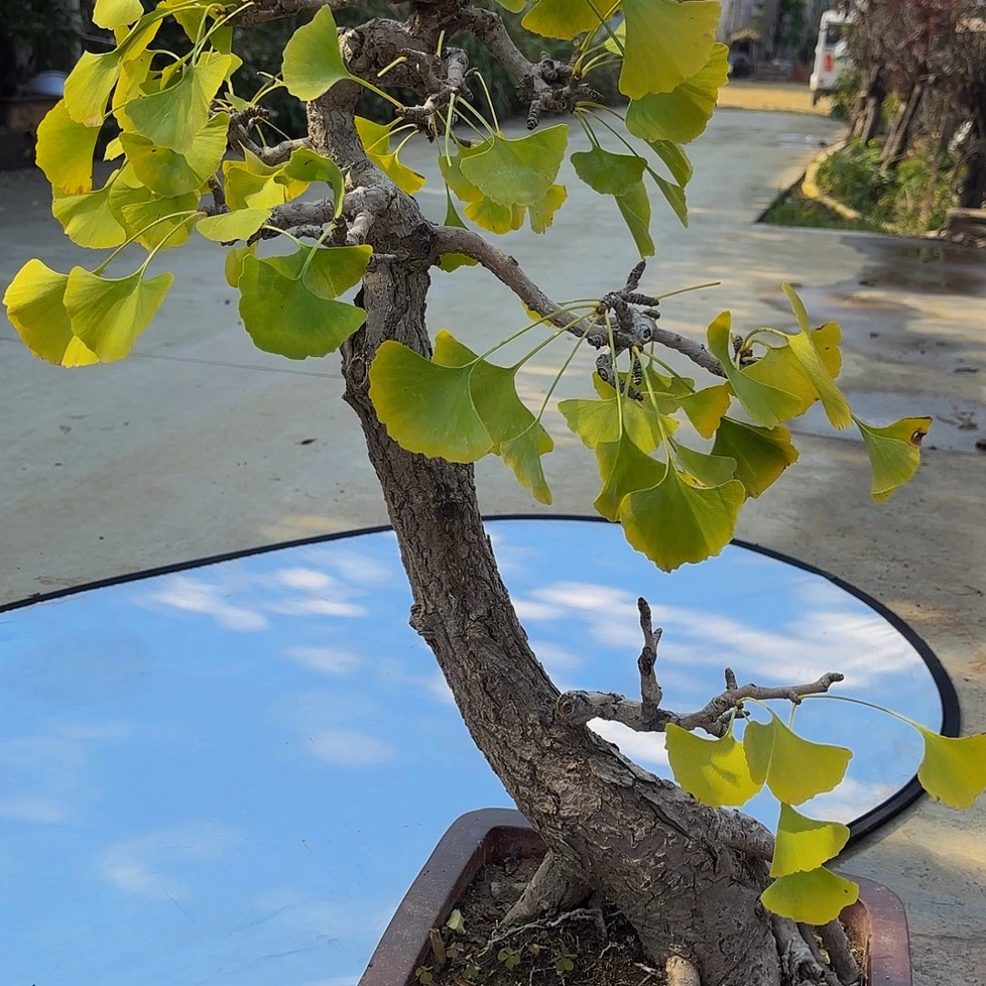 完全开放银杏盆景盆栽植物
