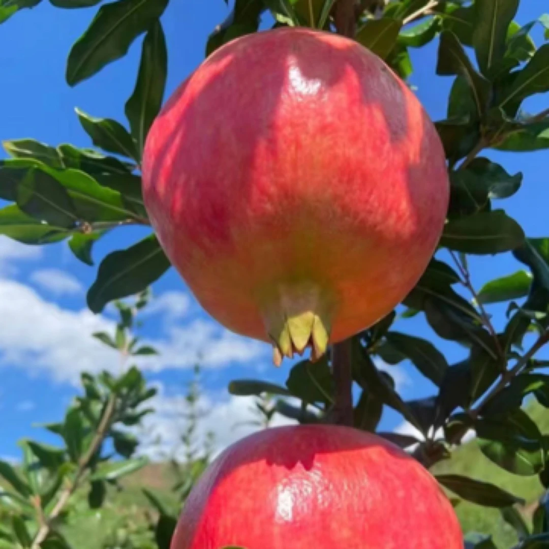 【蒙阳石榴树苗】只有沂蒙才有的蒙阳红大石榴 果大口感甜
