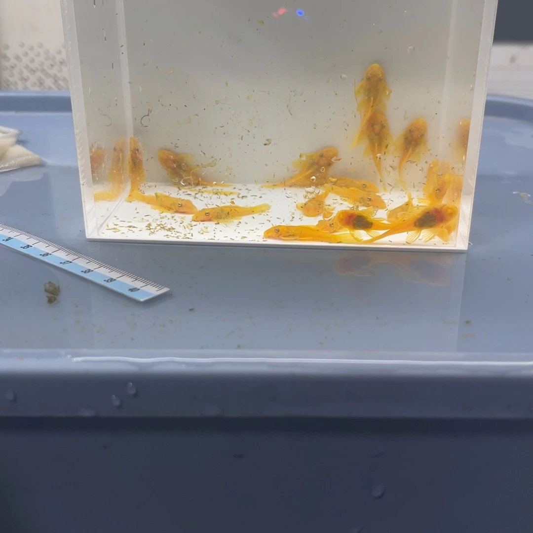 孔雀鱼小胡子20条开箱视频报损