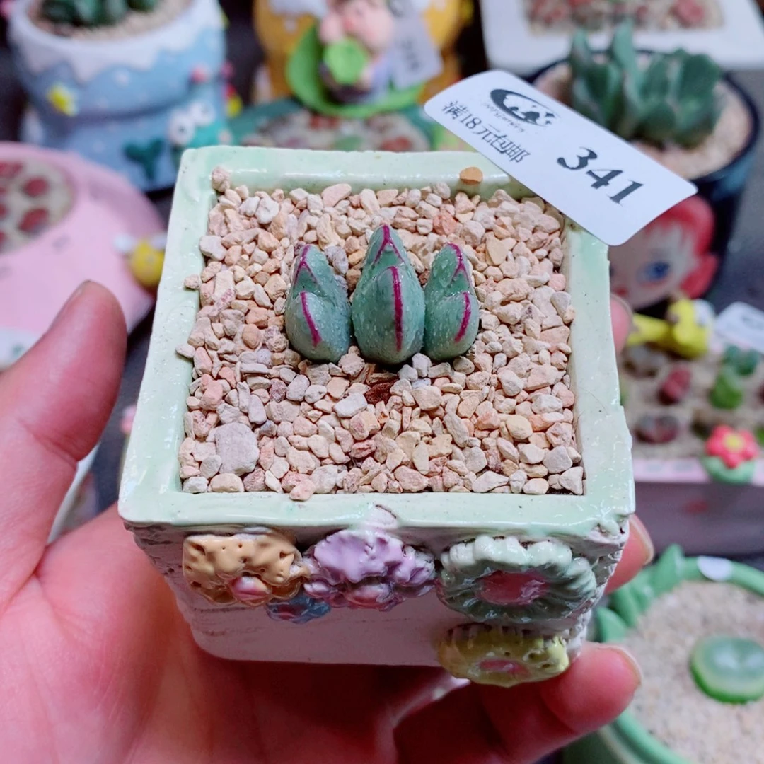 生石花花花花花花花341